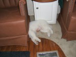 Sleeping under a chair...