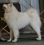 Chase at the dog shows in Fairbanks, AK