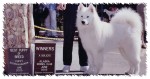 Max earned a 3 point major.  He was Winner's Dog on 06/28/03 under judge Patricia Leakey Brenner.  Since he was the only puppy, he earned a Best Puppy in Breed during the Alaska Kennel Club's Puppy Extravaganza!