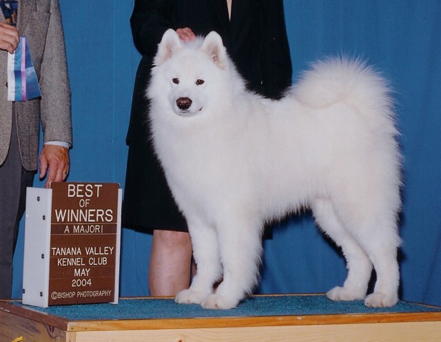 Max's second major.  He was Best of Winners for 4 points on 5/31/04 in Fairbanks, AK under judge Robert Shreve.