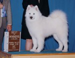 Max's second major.  He was Best of Winners for 4 points on 5/31/04 in Fairbanks, AK under judge Robert Shreve.
