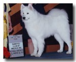 Max finished 3rd in the 12-18 month Dog class at the 2003 National Specialty in Riverside, CA under judge Mrs. Denny Kodner.