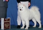 Max was Best of Winners for 1 point on 11/7/04 in Palmer, AK under judge Sally Vogel.