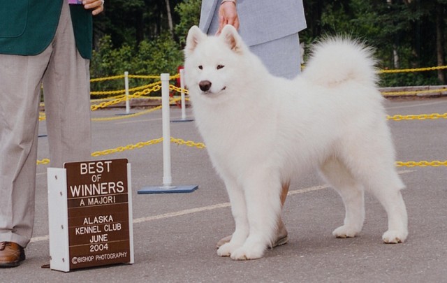 Max's third major. He was Best of Winners for 3 points on 6/27/04 in Anchorage, AK under judge Thomas Gomez.