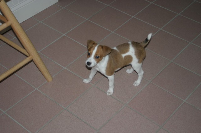 Bailey is 10 weeks old in this picture.  He is a Jack Russell Terrier and lives with Rachel in New Hampshire.  Picture taken in March 2004.