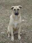 Chip is a German Shepherd/Lab mix (although I see some Great Dane in him, too).  He lives with Mary in Virginia.