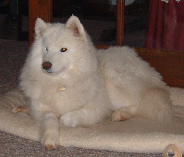 Nike is visiting us while we await a new addition to our pack.   She has to be the most beautiful female Sam I've seen. (December 2004)  