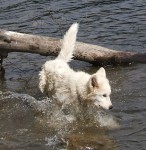 Chase is splashing around Red Shirt Lake (July 2005)