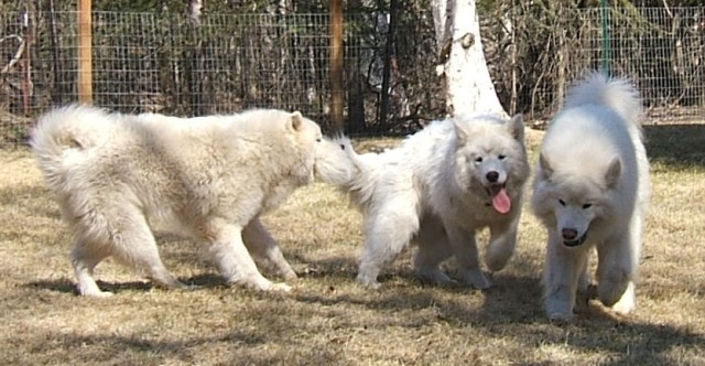 Chase is trying to stop Chip from getting the ball from Max (May 2006)