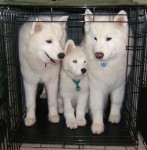 Chase, Chip, and Max in one crate