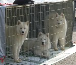 Chase, Chip and Max hanging out on the exercise pens at the Fairbanks dog shows...