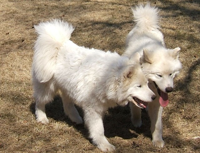 Chip (l) & Chase (r) (May 2006)