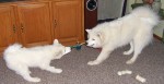 Chip and Chase play tug with a new toy...