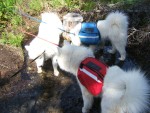 Chip, Chase, and Max take a cool drink from a mountainside creek (July 2006)