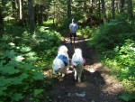 Max (in blue) and Chase (in red) lead Gary up the trail (July 2006)