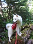 Chase is posing on a tree during a recent hike near Lost Lake in Seward, AK (July 2006)