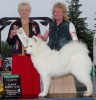Chip and co-owner Gayl earned a BBE Group 4 placement on 6/25/2006 during the Alaska Kennel Club BBE Extravaganza!