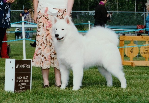 Chip was Winner's Dog for 2 points under judge Kay Reamensnyder in Palmer, AK (August 2006)