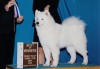 Chip was Best of Winners for 2 points under judge Patricia Hastings in Fairbanks, AK.  (May 2006)