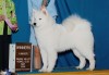 Chip was Winner's Dog for 3 points under judge Dorothy Hutchinson in Fairbanks, AK.  (May 2006)