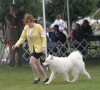 Around the ring we go during Puppy Sweepstakes.